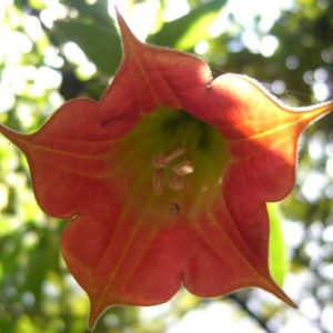 Brugmansia sanguinea - Détail d'une fleur