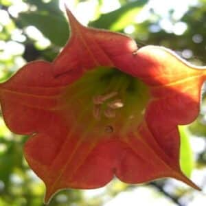 Brugmansia sanguinea, Détail d'une fleur de Brugmansia écarlate, graines de Brugmansia sanguinea, graines de Brugmansia écarlate