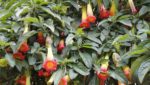 Brugmansia sanguinea - Feuillage et floraison