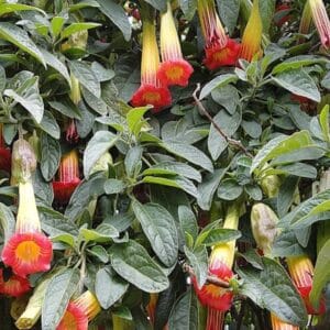 Brugmansia sanguinea, Feuillage et floraison de Brugmansia écarlate, graines de Brugmansia sanguinea, graines de Brugmansia écarlate