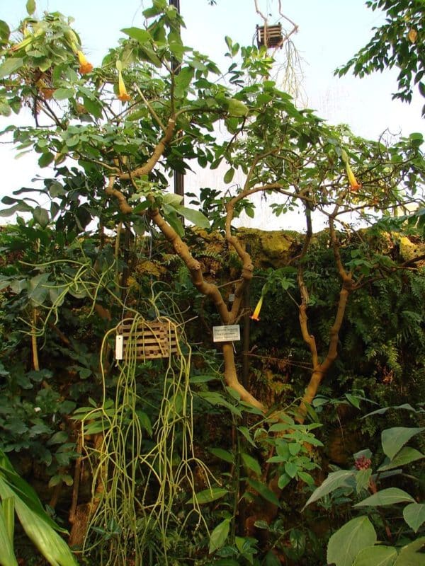 Brugmansia sanguinea - Vue générale