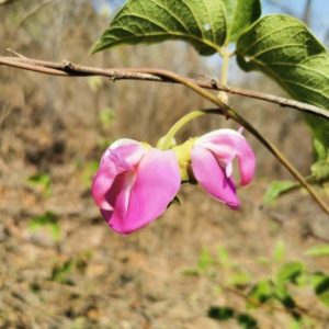 Canavalia villosa - Détails d'une fleur