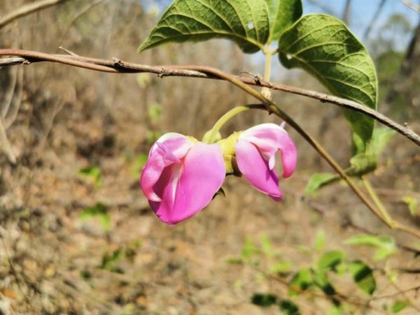 Canavalia villosa - Détails d'une fleur