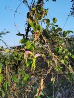 Canavalia villosa - En milieu naturel
