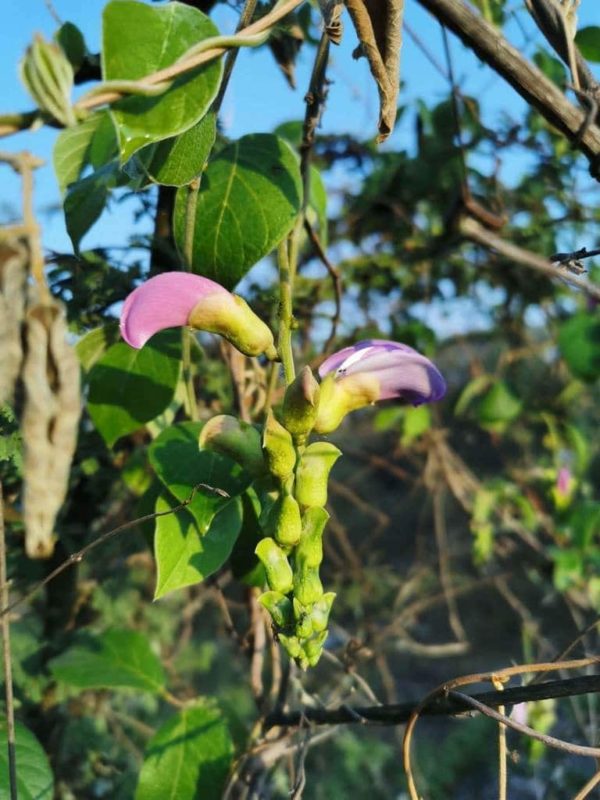 Canavalia villosa - Floraison