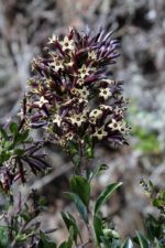 Cestrum buxifolium - Floraison
