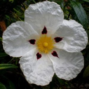 Cistus ladanifer - Détail d'une fleur