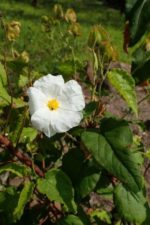 Cistus populifolius subsp. major - Détails d'une fleur