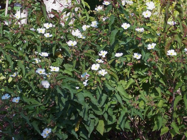 Cistus populifolius subsp. major - En plantation