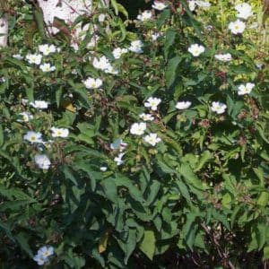 Cistus populifolius subsp. major - En plantation