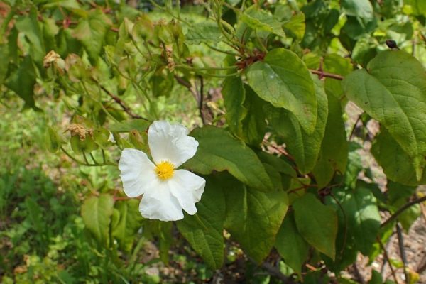 Cistus populifolius subsp. major - Fleur