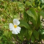 Cistus populifolius subsp. major, Fleur de Ciste de Narbonne, graines de Cistus populifolius subsp. major, graines de Ciste de Narbonne