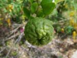Citrus Hystrix, Infrutescence de Citrus Hystrix, Plants de Citrus Hystrix, Graines de Combava