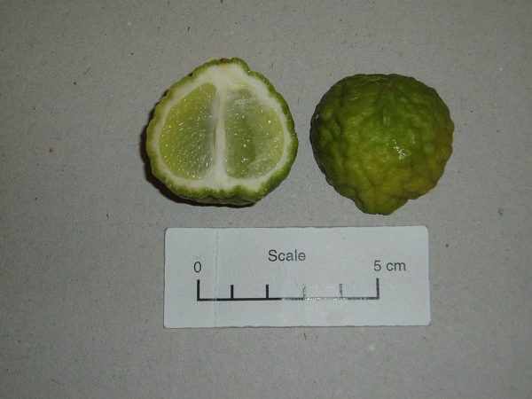 Citrus hystrix - Coupe transversale d'un fruit