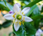 Citrus hystrix - Détails d'une fleur