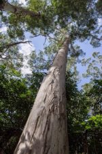 Eucalyptus grandis- Détail du tronc