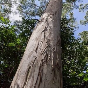 Eucalyptus grandis- Détail du tronc