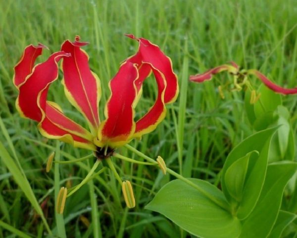 Gloriosa superba - Détails d'une fleur