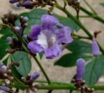 Jacaranda copaia - Détails d'une fleur