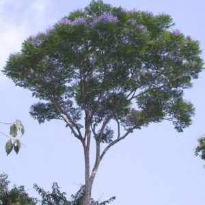 Jacaranda copaia - Houppier