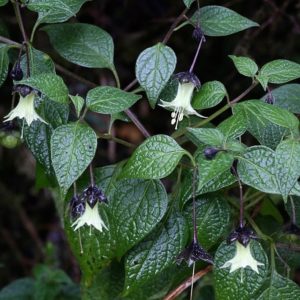 Jaltomata viridiflora - Feuillage et inflorescence