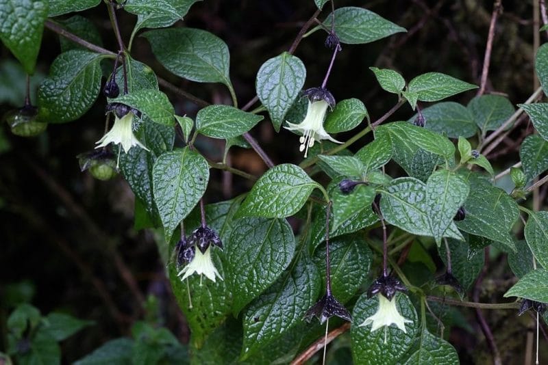 Jaltomata viridiflora - Feuillage et inflorescence