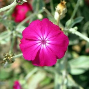 Lychnis coronaria - Détail d'une fleur