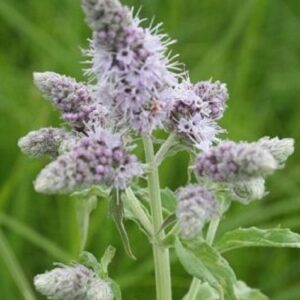 Graines de Mentha longifolia, Graines de Menthe sylvestre