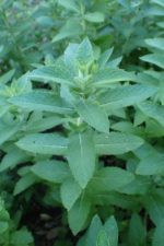 Mentha longifolia - Feuillage