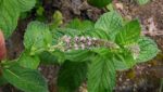 Mentha longifolia - Fleurs et feuilles