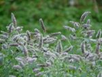 Mentha longifolia - Inflorescence