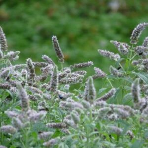 Mentha longifolia - Inflorescence