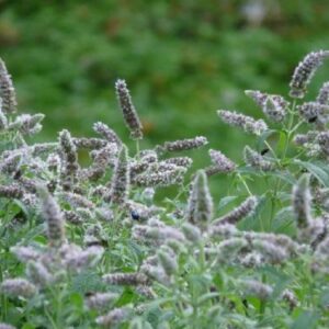 Mentha longifolia - Inflorescence