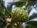 Graines de Morinda citrifolia, graines de Noni