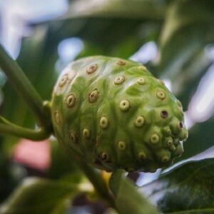 Graines de Morinda citrifolia, graines de Noni
