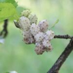 Morus alba -Infrutescence