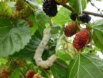 Morus nigra - Fructification