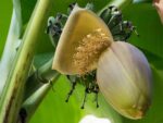 Musa thomsonii, Floraison et fructification de Bananier du Bhoutan, Graines de Musa thomsonii, Graines de Bananier du Bhoutan