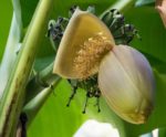Musa thomsonii - Floraison et fructification