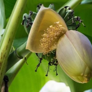 Musa thomsonii - Floraison et fructification