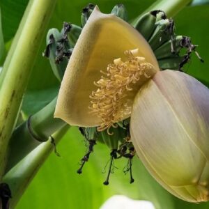 Musa thomsonii - Floraison et fructification