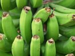 Musa thomsonii, Fructification de Bananier du Bhoutan, Graines de Musa thomsonii, Graines de Bananier du Bhoutan