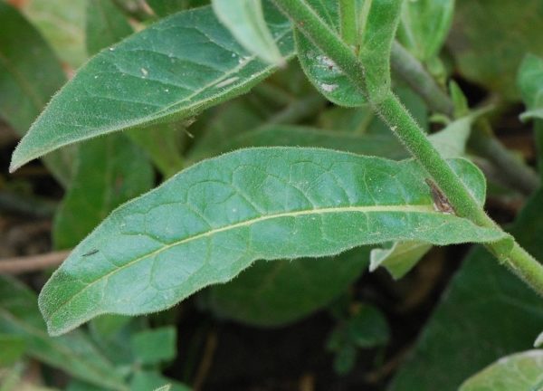 Nicotiana alata - Détails d'une feuille