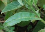 Nicotiana alata - Détails d'une feuille