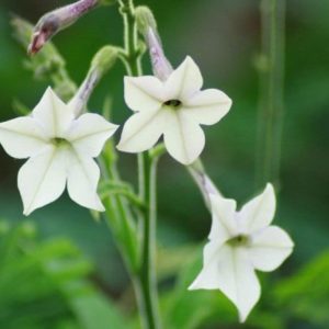 Nicotiana alata - Floraison