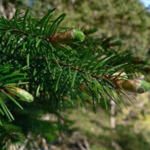 Pseudotsuga menziesii var.menziesii - Feuillage