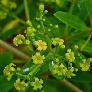 Fleurs de Rubia tinctorum, Floraison de Garance des teinturiers, graines de Rubia tinctorum, graines à Garance des teinturiers