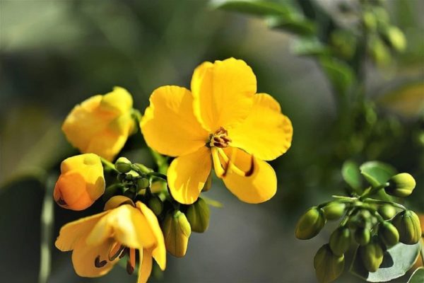 Senna alexandrina - Détails d'une fleur