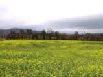 Sinapis alba, Moutarde blanche en culture, graines de Sinapis alba, graines de Moutarde blanche