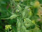 Sinapis alba, Infrutescence de Moutarde blanche, graines de Sinapis alba, graines de Moutarde blanche